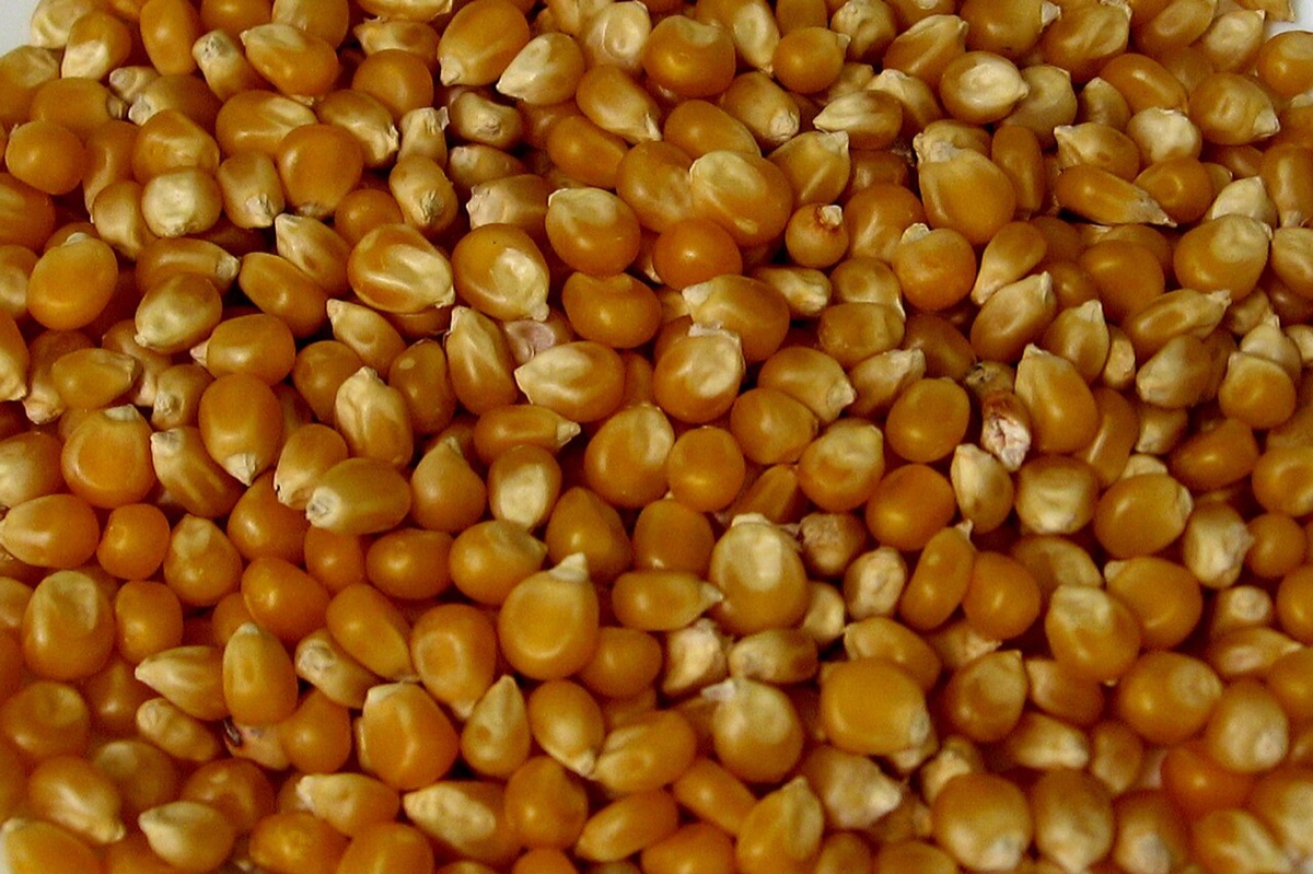 Porumb pentru popcorn